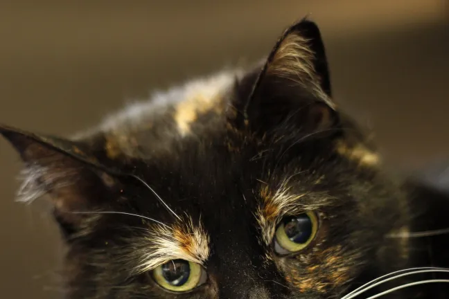 Multnomah County Animal Services cat