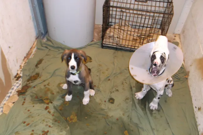 Rescued Great Danes
