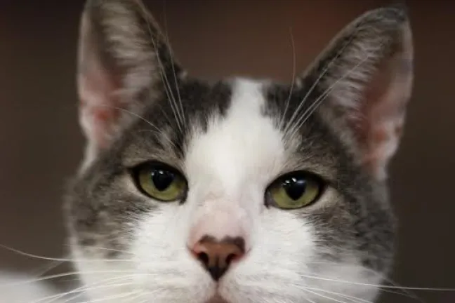 Multnomah County Animal Services cat II