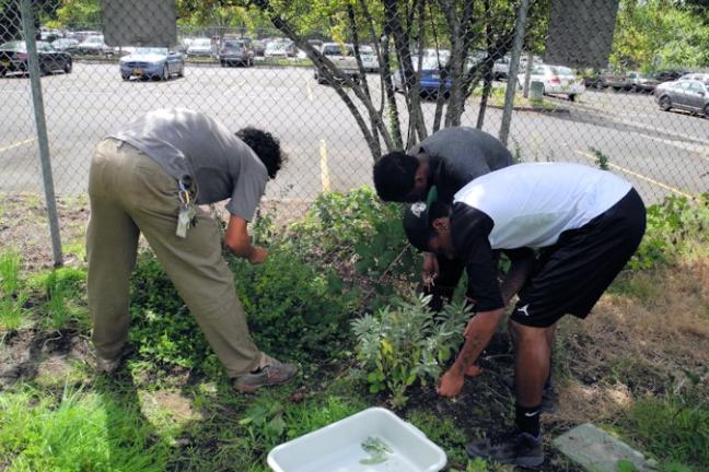 photo of staff and youth harvesting crops at Hands of Wonder garden