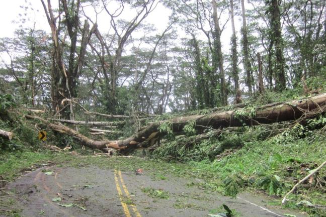 fema pic of tree across raod