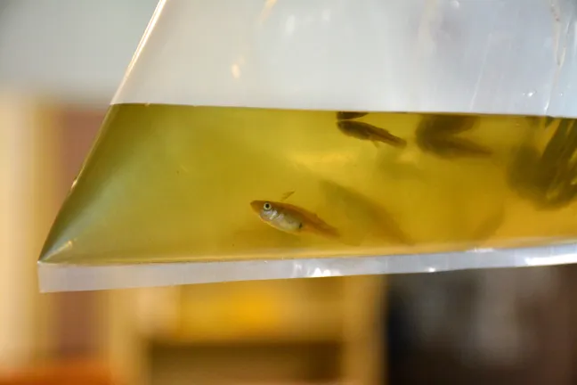 Mosquitofish