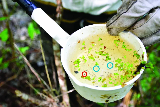 Identifying larvae