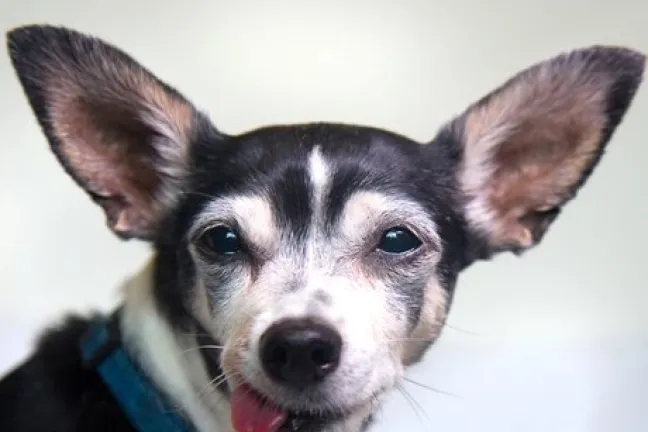Cats and dogs available for adoption