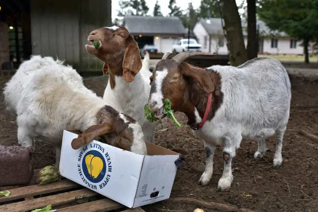 Ruthy, Lexy and Mabel dine on a donated box of organic greens
