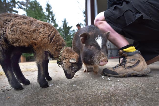 Junebug the lamb attached himself to Pig Newton when he arrived at the Odd Man Inn