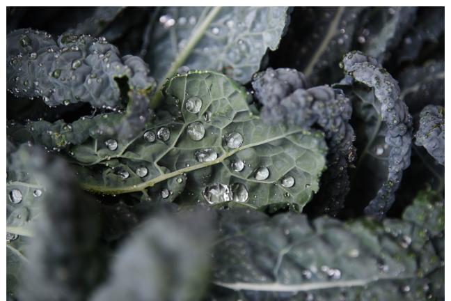 Fresh vegetables courtesy of the county's CROPS Farm.