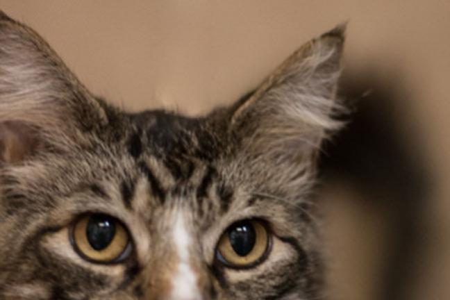 Multnomah County hosts weekend-long Olympic Cat Adoption special