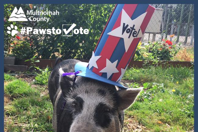 #Pawstovote spokespet Jeff the piggy