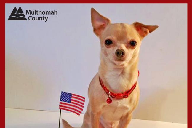 #Pawstovote spokespet Piper the Chihuahua