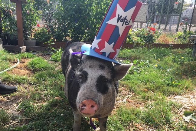 #pawstovote Jeff the Pig