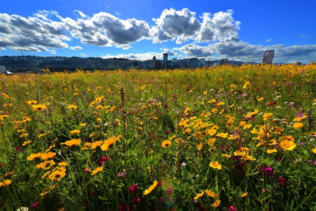 Multnomah County Portland