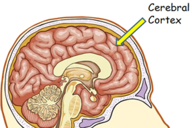 Photo courtesy: The Brain Made Simple