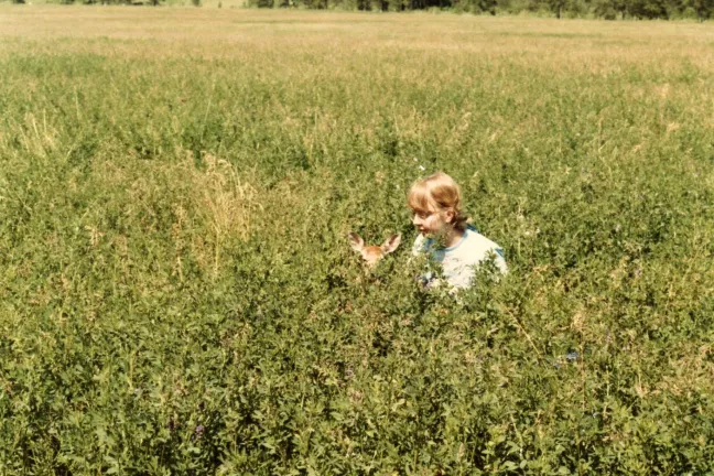 Wendy hides in the alfalfa with her family deer