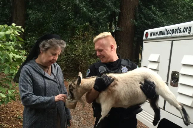 Animal Services Officer Christian Holden helps relocate goats impacted by the Eagle Creek Fire in September