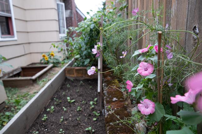 Flowers outside Quest Center recovery home.