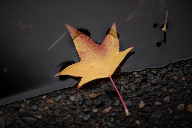 Autumn leaf.