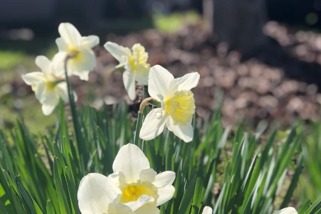 Daffodils on a sunny February day in SE Portland.