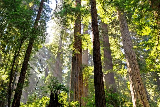 sun breaking through towering trees