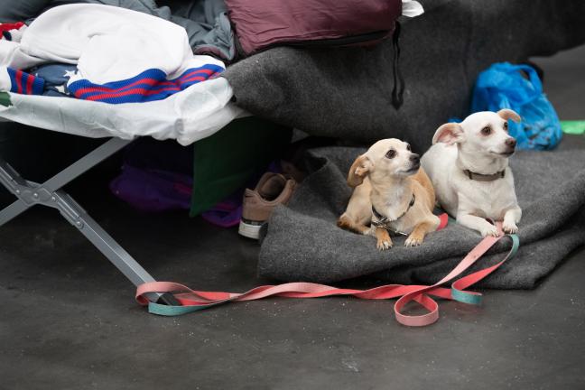 In response to regional fires and levels of evacuation, prepare in advance to make sure your pets are supplied and have a place to go if you need to leave at a moment’s notice.