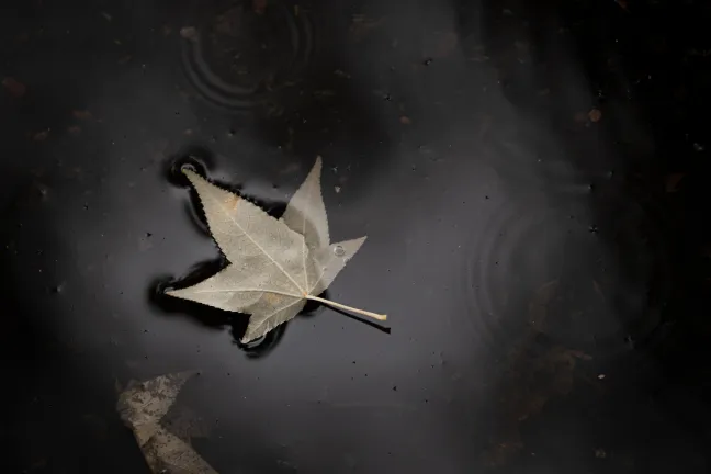 Autumn leaf