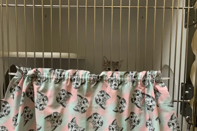 Cattery Curtains