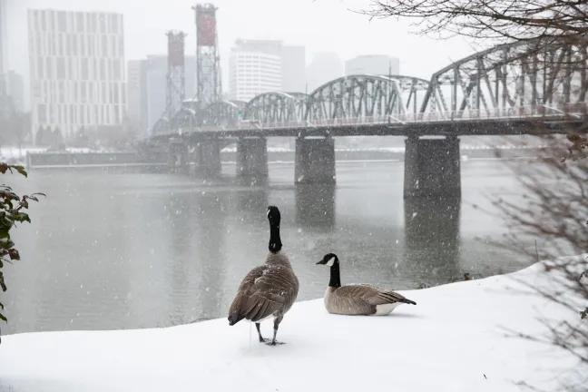 Canada geese on the Willamette River near the Hawthorne Bridge.