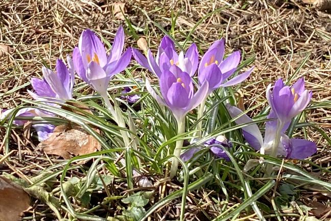 picture of crocuses