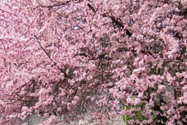 photo of a cherry blossom tree in full bloom with person walking beneath it.