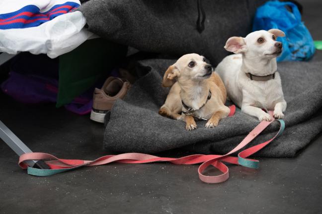 Dogs enjoy a break from smoke at a Red Cross shelter at the OCC in September, 2020