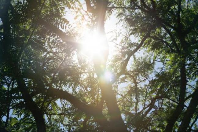 tree with the light of the sun filtering through its leaves