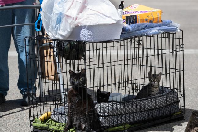 After days of record-breaking heat in Multnomah County and across the Pacific Northwest, pets may endure even more stress with explosions, flashing lights and the unpredictability of fireworks.