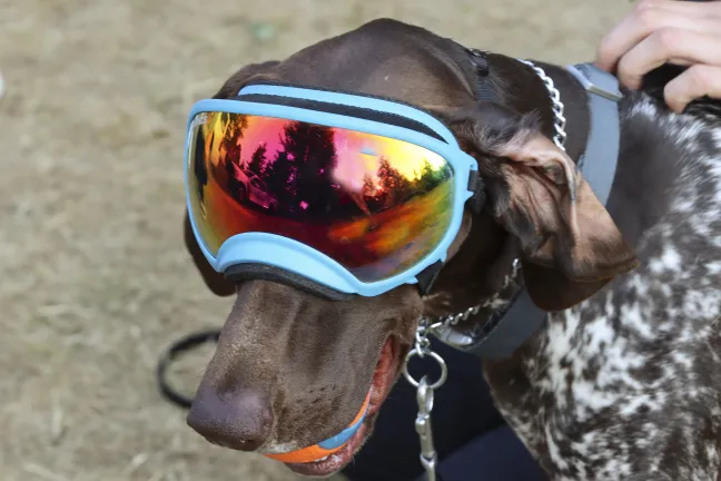 Escenas de la Noche Nacional en Maywood Park.