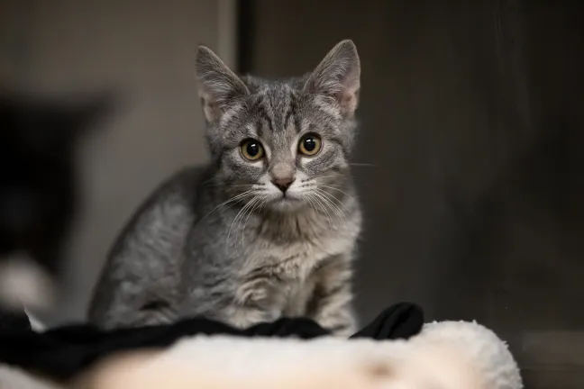 Just as heat can cause various illnesses for pets without proper care, cold weather can also lead to serious health repercussions, including frostbite and hypothermia.