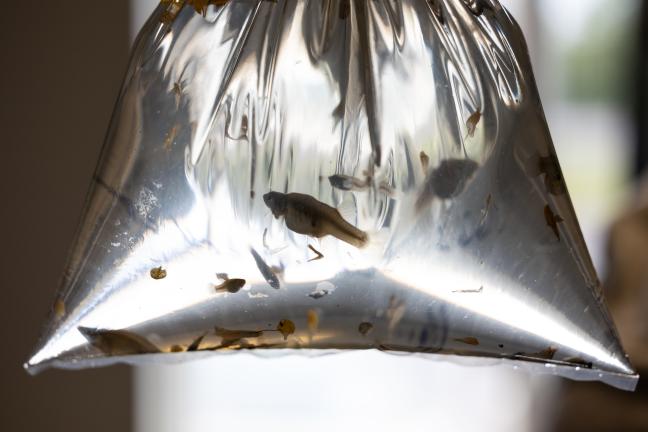 Multnomah County residents can get free mosquitofish to control mosquitos in ornamental pools and ponds.