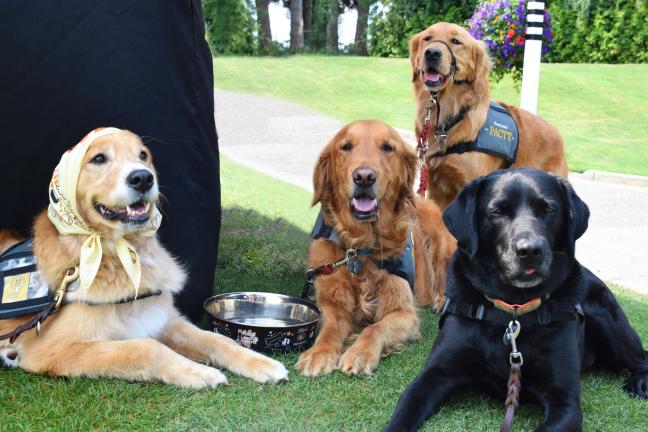 Photo Courtesy DoveLewis of Portland Area Canine Therapy Team 