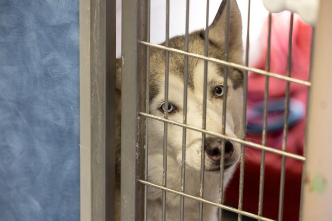 A dog looks through the kennel at MCAS