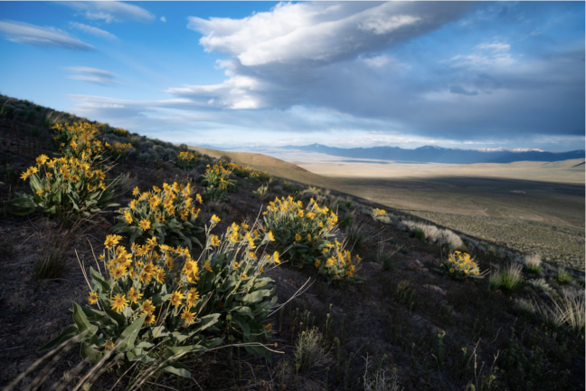 Arrowleaf balsamroot brings color to the hillsides above the proposed Thacker Pass lithium mine site. Image courtesy of Max Wilbert.