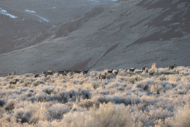Mule deer (Odocoileus hemionus) in Nevada’s Humboldt county. Image courtesy of Max Wilbert.