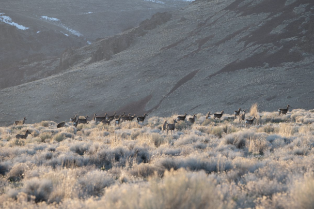 Mule deer (Odocoileus hemionus) in Nevada’s Humboldt county. Image courtesy of Max Wilbert. 