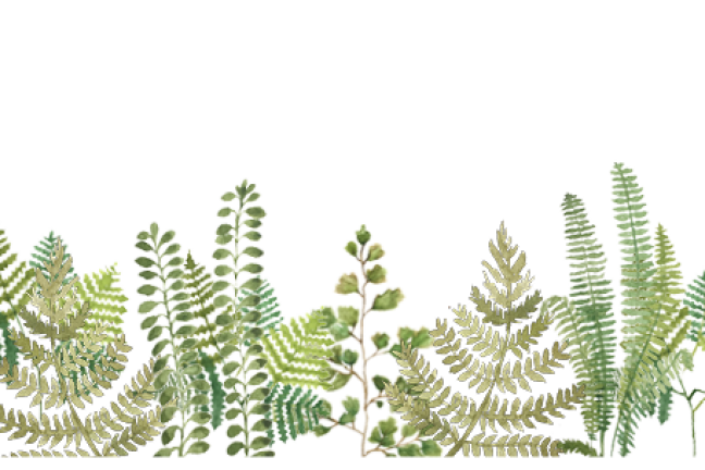 Illustrations of fern plants