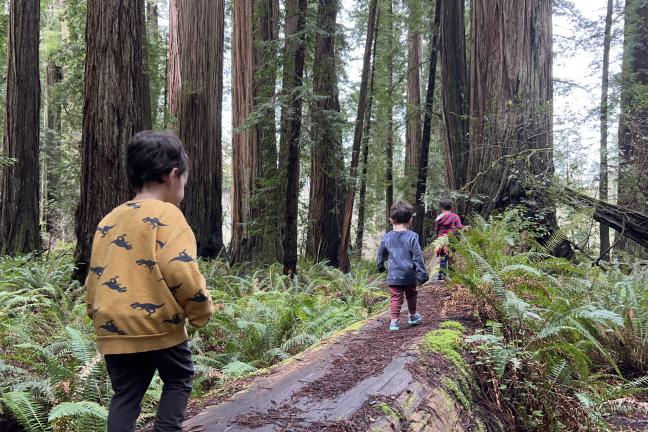 Three kids walking in the forest