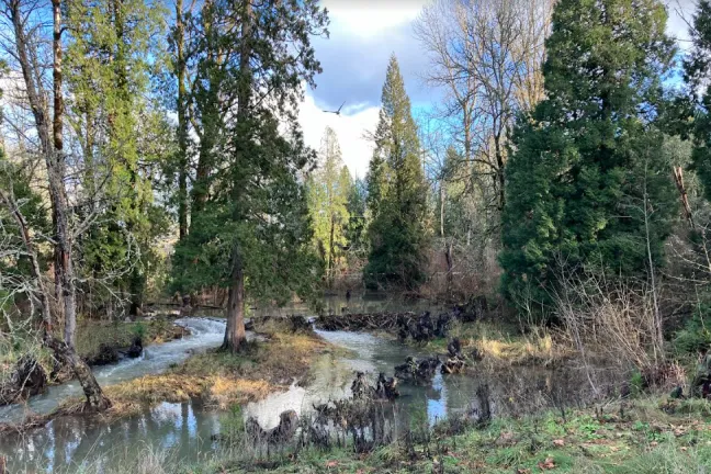 A bird flies over Johnson Creek, running through a lush area of trees and grass.