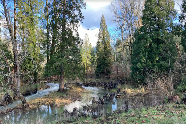 A bird flies over Johnson Creek, running through a lush area of trees and grass. 