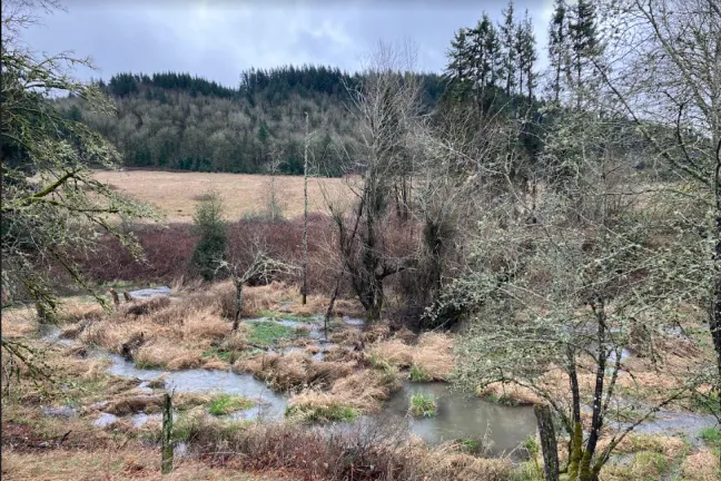 Kelly Creek, running through a lush area of trees and grass.