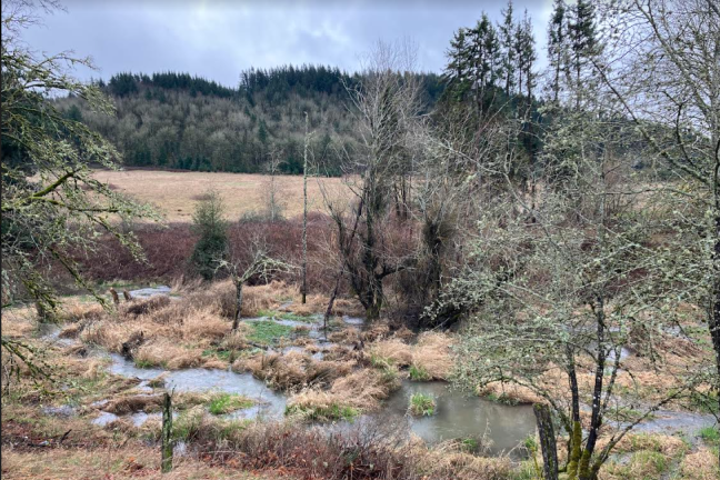 Kelly Creek, running through a lush area of trees and grass. 