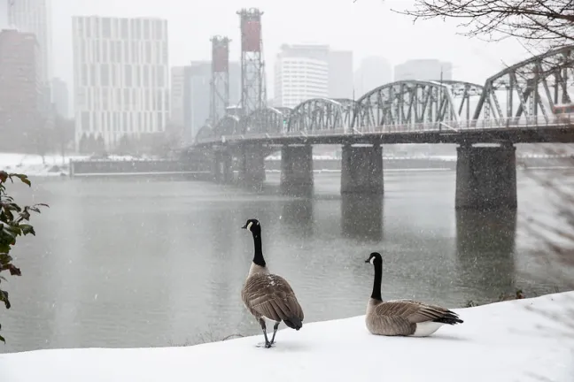 Canadian Geese Overlooking Willamette River and Multnomah County Courthouse
