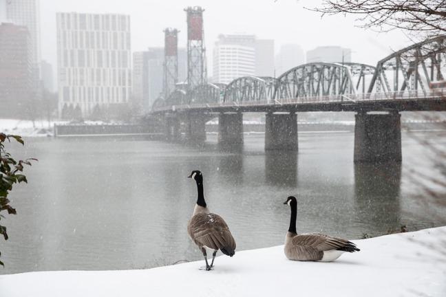 Canadian Geese Overlooking Willamette River and Multnomah County Courthouse