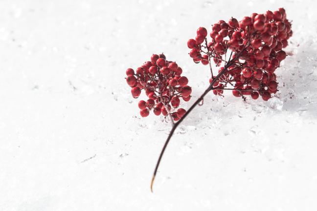 Red berries in the snow