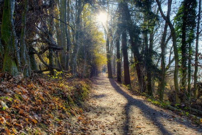 The sun lights up a path through the wood